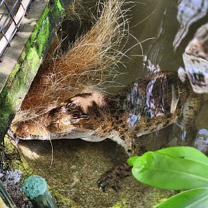 Philippine Crocodile