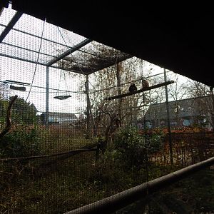 Lar gibbon enclosure 261124