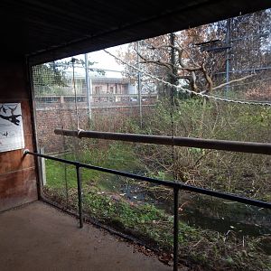 Lar gibbon enclosure 261124