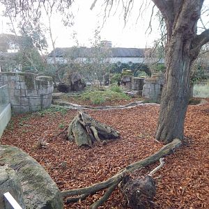 Tasmanian devil exhibit 261124