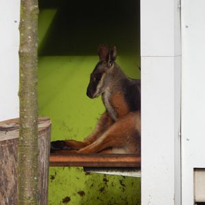 Australian aviary - Yellow-footed rock wallaby 261124
