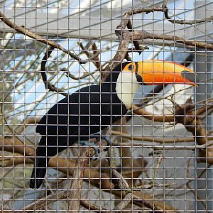 Toco toucan 261124