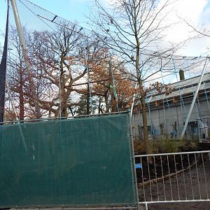 Work on Chimpanzee outdoor exhibit 261124