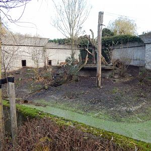 Siberian tiger exhibit 261124