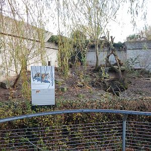 Siberian tiger exhibit 261124