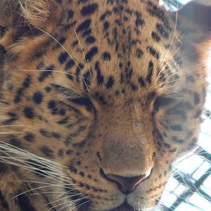 Amur leopard 261124