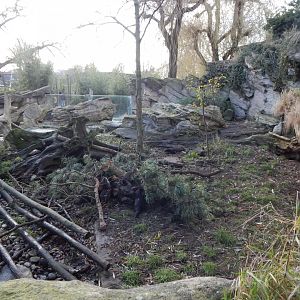 Asian small-clawed otter exhibit 261124