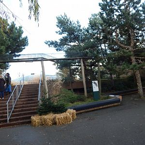 Red panda exhibit 261124