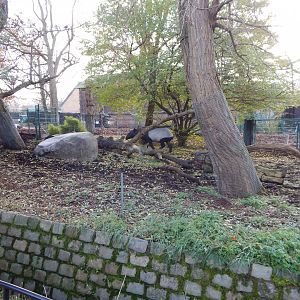 Malayan tapir exhibit 261124