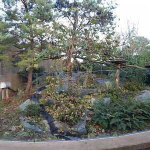 Red panda exhibit 261124