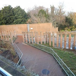Asian elephant exhibit 261124