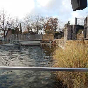 Humboldt penguin exhibit 261124