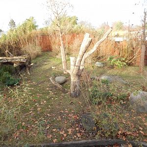 Giant panda exhibit 261124