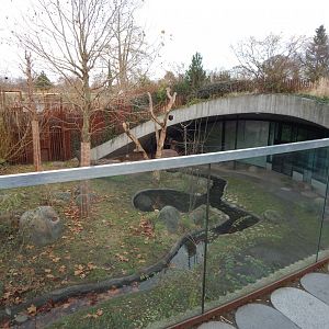 Giant panda exhibit 261124