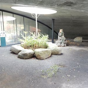 Giant panda exhibit 261124