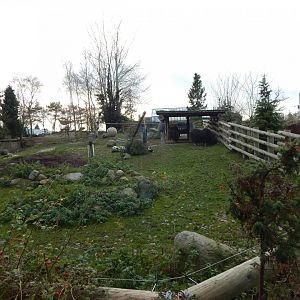 Musk-ox exhibit 261124