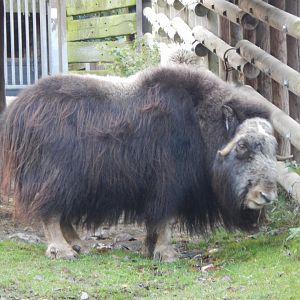 Musk-ox 261124
