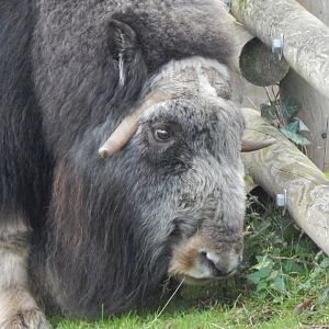 Musk-ox 261124