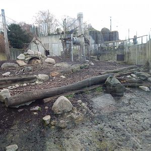 European brown bear exhibit 261124