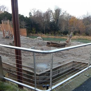 Asian elephant exhibit 261124