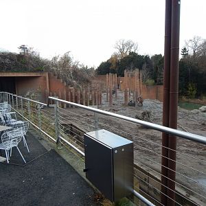 Asian elephant exhibit 261124