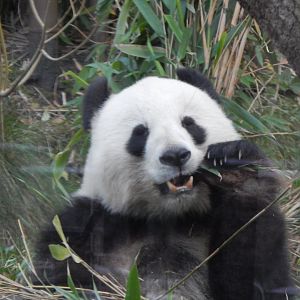 Giant panda 261124