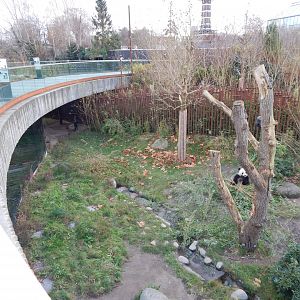 Giant panda exhibit no.2 261124