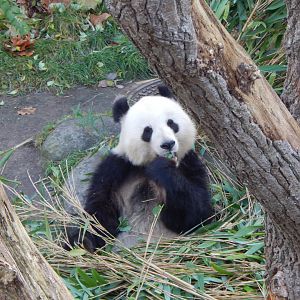 Giant panda  261124