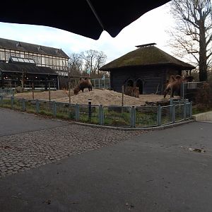 Bactrian camel exhibit 261124