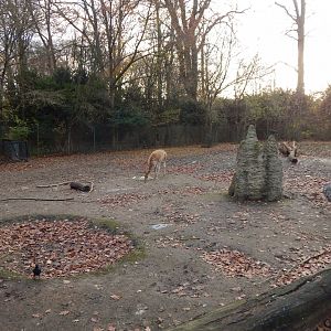 Latin American mixed exhibit 261124