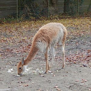 Latin American mixed exhibit - Vicuna 261124