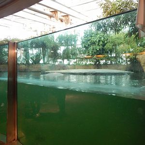 Common hippopotamus indoors exhibit 261124