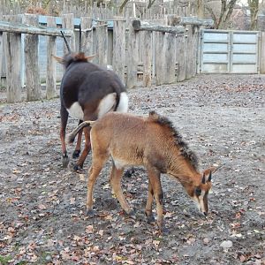 Sable antelopes 261124