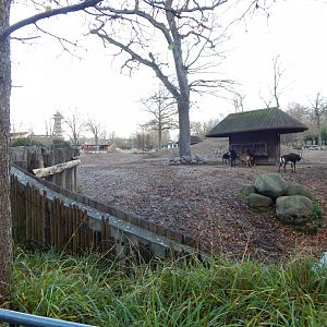 Mixed African Savannah exhibit 261124