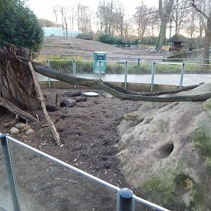 Banded mongoose exhibit 261124