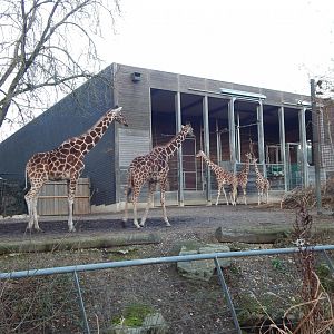 Reticulated giraffes 261124