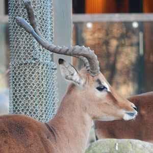 Common impala 261124