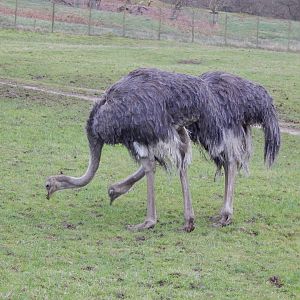 Common ostriches 091224