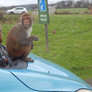 Rhesus macaque 091224