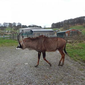 Roan antelope 091224
