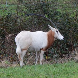 Scimitar-horned oryx 091224