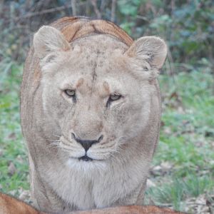 Lion 091224