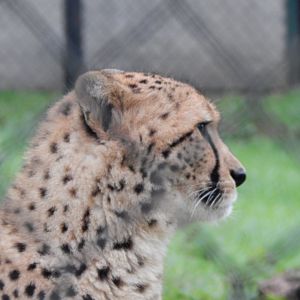 South African cheetah 091224