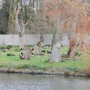 Western lowland gorilla exhibit 091224