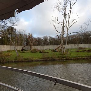 Western lowland gorilla exhibit 091224