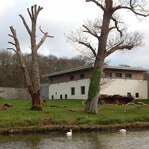 Western lowland gorilla exhibit 091224