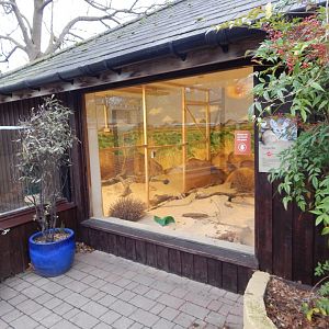 Fennec fox exhibit 091224
