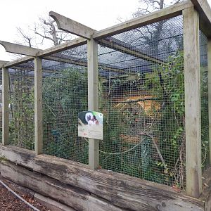 Cottontop tamarin exhibit 091224