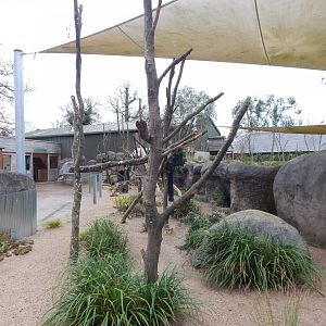 Victoria koala exhibit 091224
