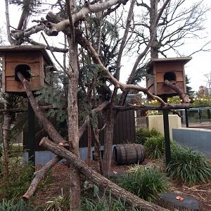 North American porcupine exhibit 091224
